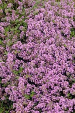 Magic Carpet Creeping Thyme (Thymus Serpyllum) - 6 Pack Of Pint Pots -Garden Plant Shop thymus serpyllum magic carpet creeping thyme 7