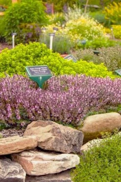 Spicy Orange Thyme - 6 Pack Of Pint Pots