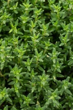 English Thyme (Thymus Vulgaris) - 6 Pack Of Pint Pots -Garden Plant Shop thymus vulgaris english thyme 2