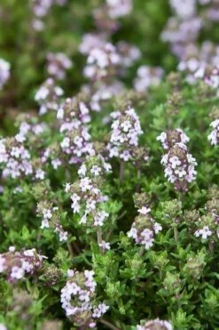 English Thyme (Thymus Vulgaris) - 6 Pack Of Pint Pots -Garden Plant Shop thymus vulgaris english thyme 4