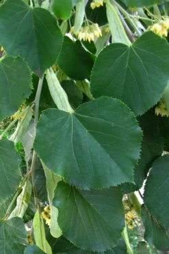 American Basswood Tree (Tilia Americana) - 3 Gallon Pot -Garden Plant Shop tilia americana basswood tree 1