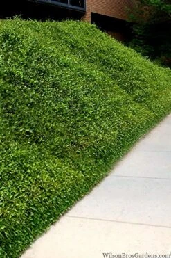 Asian Jasmine (Trachelospermum Asiaticum) - 72 Pack Of 3.5" Pint Pots