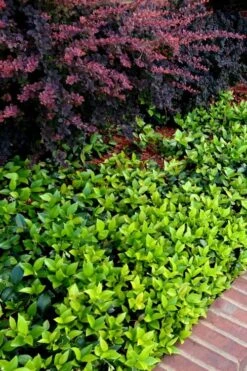 Asian Jasmine (Trachelospermum Asiaticum) - 72 Pack Of 3.5" Pint Pots -Garden Plant Shop trachelospermum asiaticum asian jasmine 2 1