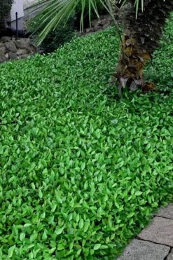 Asian Jasmine (Trachelospermum Asiaticum) - 36 Pack Of 3.5" Pint Pots -Garden Plant Shop trachelospermum asiaticum asian jasmine 3