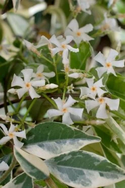 Variegated Confederate Jasmine - Trachelospermum Jasminoides - 6 Pack Of 1 Gallon Pots -Garden Plant Shop trachelospermum jasminoides variegatum confederate jasmine 2 1
