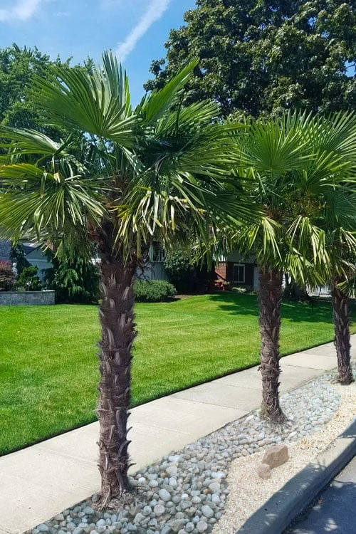 Windmill Cold Hardy Palm Tree - 7 Gallon Pot (3-4') 5 Windmill Cold Hardy Palm Tree - 7 Gallon Pot (3-4') - Image 5