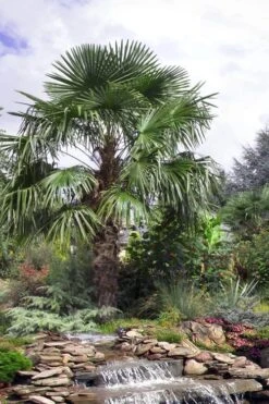 Windmill Cold Hardy Palm Tree - 2 Gallon Pot -Garden Plant Shop trachycarpus fortunei windmill palm 13 3