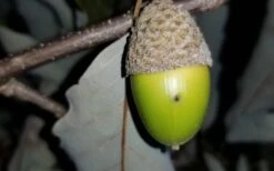 Chestnut Oak Tree (Quercus Prinus) - 1 Gallon Pot 14 Chestnut Oak Tree (Quercus Prinus) - 1 Gallon Pot -Garden Plant Shop tree oak 20chestnut 2 800x500 1