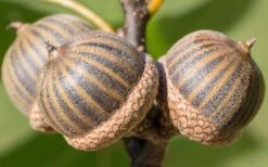 Pin Oak Tree (Quercus Palustris) - 1 Gallon Pot 16 Pin Oak Tree (Quercus Palustris) - 1 Gallon Pot -Garden Plant Shop tree oak pin 3 800x500 1