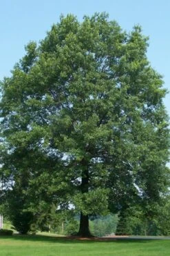 Pin Oak Tree (Quercus Palustris) - 1 Gallon Pot 13 Pin Oak Tree (Quercus Palustris) - 1 Gallon Pot -Garden Plant Shop tree oak pin 500x750 1