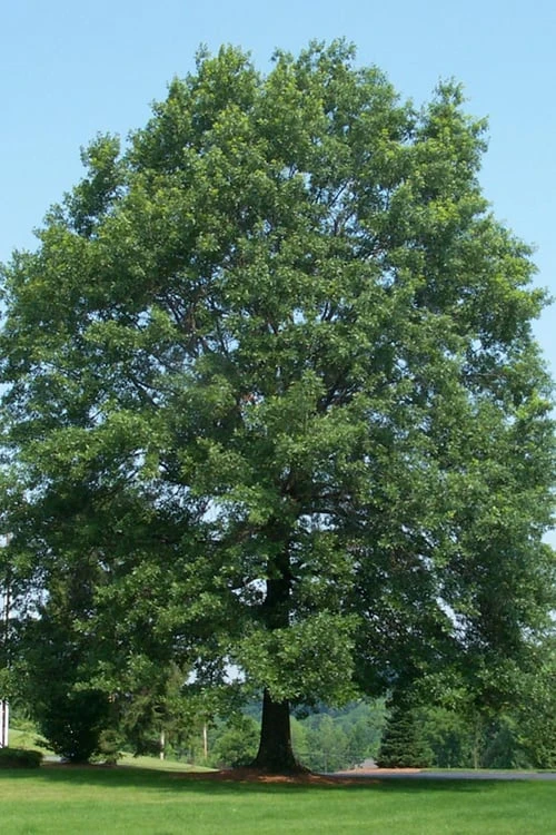 Pin Oak Tree (Quercus Palustris) - 1 Gallon Pot 5 Pin Oak Tree (Quercus Palustris) - 1 Gallon Pot - Image 5