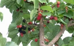 Red Mulberry Tree (Morus Rubra) - 3 Gallon Pot 16 Red Mulberry Tree (Morus Rubra) - 3 Gallon Pot -Garden Plant Shop tree red mulberry 2 800x500 2
