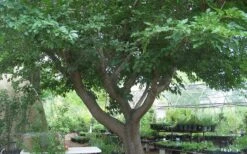 Red Mulberry Tree (Morus Rubra) - 5 Gallon Pot 17 Red Mulberry Tree (Morus Rubra) - 5 Gallon Pot -Garden Plant Shop tree red mulberry 3 800x500 1