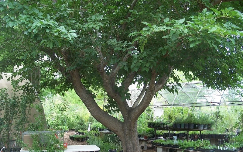 Red Mulberry Tree (Morus Rubra) - 5 Gallon Pot 9 Red Mulberry Tree (Morus Rubra) - 5 Gallon Pot - Image 9