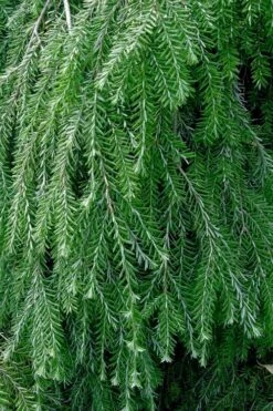 Weeping Canadian Hemlock (Tsuga Canadensis 'Pendula') - 3 Gallon Pot -Garden Plant Shop tsuga canadensis pendula weeping canadian hemlock 1