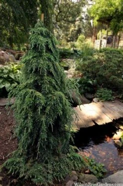 Weeping Canadian Hemlock (Tsuga Canadensis 'Pendula') - 3 Gallon Pot -Garden Plant Shop tsuga canadensis pendula weeping canadian hemlock 5