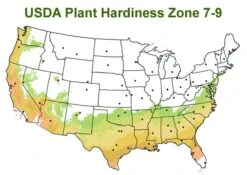 Chisato No Aki Camellia Japonica - 3 Gallon Pot -Garden Plant Shop usda zone 7 9 map 600x425 1