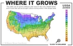 Bourbon Clematis - 1 Gallon Pot -Garden Plant Shop usda zone map 33