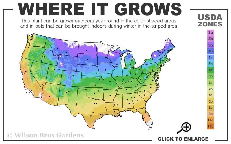 Maureen Columnar Yew (Taxus Hybrid) - 2 Gallon Pot 3 Maureen Columnar Yew (Taxus Hybrid) - 2 Gallon Pot - Image 3