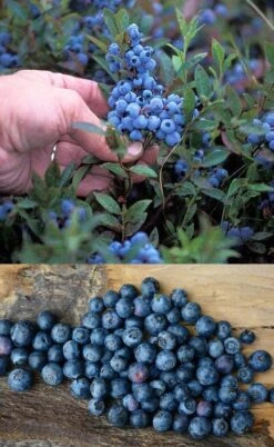 Wild Lowbush Blueberry Plant - 1 Gallon -Garden Plant Shop vaccinium angustifolium low bush blueberry 10