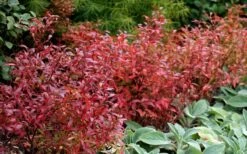 Wild Lowbush Blueberry Plant - 1 Gallon -Garden Plant Shop vaccinium angustifolium low bush blueberry 2