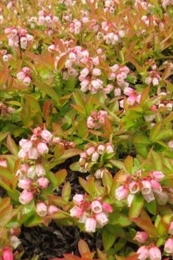 Wild Lowbush Blueberry Plant - 1 Gallon -Garden Plant Shop vaccinium angustifolium low bush blueberry 4