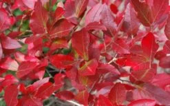 Wild Lowbush Blueberry Plant - 1 Gallon -Garden Plant Shop vaccinium angustifolium low bush blueberry 6