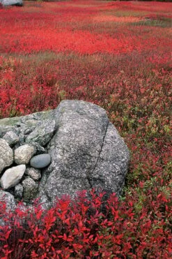 Wild Lowbush Blueberry Plant - 1 Gallon -Garden Plant Shop vaccinium angustifolium low bush blueberry 7