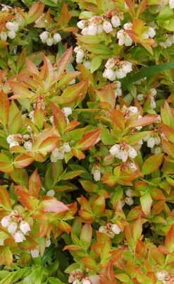 Wild Lowbush Blueberry Plant - 1 Gallon -Garden Plant Shop vaccinium angustifolium low bush blueberry 9