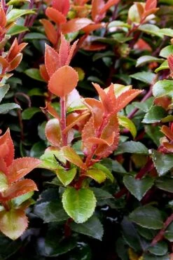 Evergreen Huckleberry (Vaccinium Ovatum) - 1 Gallon Pot 14 Evergreen Huckleberry (Vaccinium Ovatum) - 1 Gallon Pot -Garden Plant Shop vaccinium ovatum evergreen huckleberry 10 1