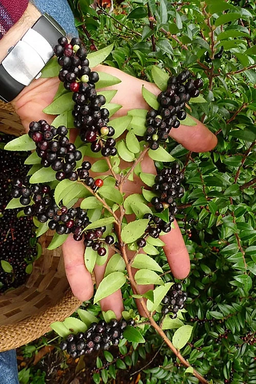 Evergreen Huckleberry (Vaccinium Ovatum) - 1 Gallon Pot 1 Evergreen Huckleberry (Vaccinium Ovatum) - 1 Gallon Pot