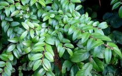 Evergreen Huckleberry (Vaccinium Ovatum) - 1 Gallon Pot 17 Evergreen Huckleberry (Vaccinium Ovatum) - 1 Gallon Pot -Garden Plant Shop vaccinium ovatum evergreen huckleberry 12 1