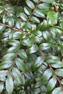 Evergreen Huckleberry (Vaccinium Ovatum) - 1 Gallon Pot 18 Evergreen Huckleberry (Vaccinium Ovatum) - 1 Gallon Pot -Garden Plant Shop vaccinium ovatum evergreen huckleberry 7 1