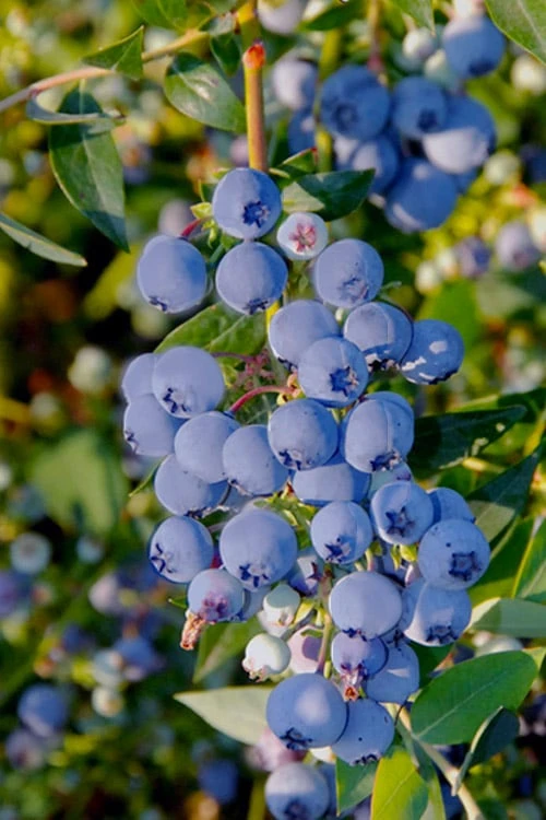 Mini Blues Blueberry Bush - 1 Gallon Pot 1 Mini Blues Blueberry Bush - 1 Gallon Pot