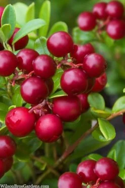 Red Candy Ligonberry (Vaccinum Vitis-idaea) - 1 Gallon 7 Red Candy Ligonberry (Vaccinum Vitis-idaea) - 1 Gallon -Garden Plant Shop vaccinum vitis idaea red candy ligonberry 2