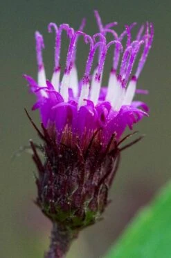 New York Ironweed (Vernonia Noveboracensis) - 6 Pack Of 1 Gallon Pots 11 New York Ironweed (Vernonia Noveboracensis) - 6 Pack Of 1 Gallon Pots -Garden Plant Shop vernonia noveboracensis new york iron weed 13