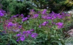 New York Ironweed (Vernonia Noveboracensis) - 6 Pack Of 1 Gallon Pots 12 New York Ironweed (Vernonia Noveboracensis) - 6 Pack Of 1 Gallon Pots -Garden Plant Shop vernonia noveboracensis new york iron weed 18