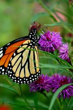 New York Ironweed (Vernonia Noveboracensis) - 6 Pack Of 1 Gallon Pots 13 New York Ironweed (Vernonia Noveboracensis) - 6 Pack Of 1 Gallon Pots -Garden Plant Shop vernonia noveboracensis new york iron weed 19