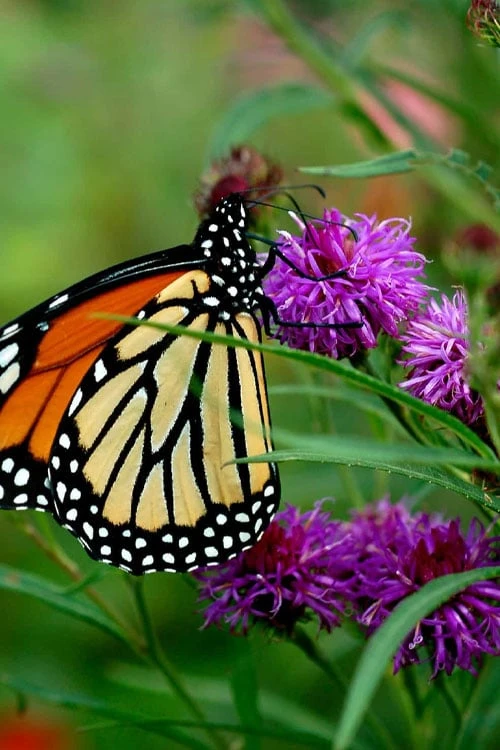 New York Ironweed (Vernonia Noveboracensis) - 6 Pack Of 1 Gallon Pots 6 New York Ironweed (Vernonia Noveboracensis) - 6 Pack Of 1 Gallon Pots - Image 6