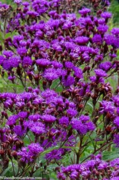 New York Ironweed (Vernonia Noveboracensis) - 6 Pack Of 1 Gallon Pots