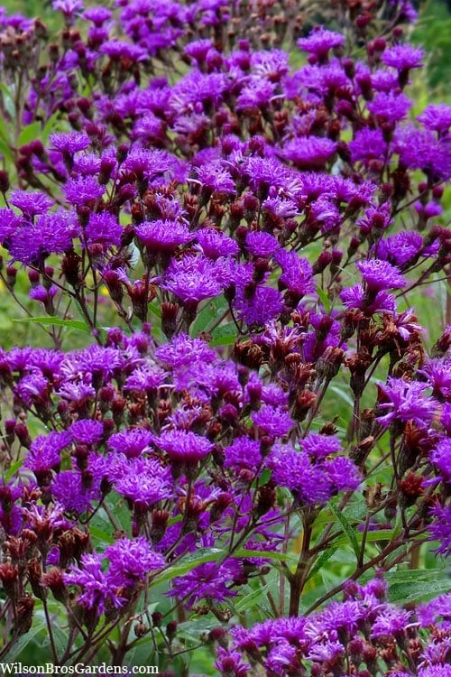 New York Ironweed (Vernonia Noveboracensis) - 6 Pack Of 1 Gallon Pots 1 New York Ironweed (Vernonia Noveboracensis) - 6 Pack Of 1 Gallon Pots