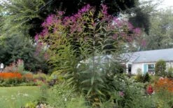 New York Ironweed (Vernonia Noveboracensis) - 6 Pack Of 1 Gallon Pots 15 New York Ironweed (Vernonia Noveboracensis) - 6 Pack Of 1 Gallon Pots -Garden Plant Shop vernonia noveboracensis new york iron weed 21