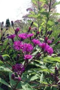 New York Ironweed (Vernonia Noveboracensis) - 6 Pack Of 1 Gallon Pots 14 New York Ironweed (Vernonia Noveboracensis) - 6 Pack Of 1 Gallon Pots -Garden Plant Shop vernonia noveboracensis new york iron weed 4