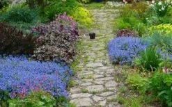 Georgia Blue Veronica Umbrosa - 6 Pack Of 1 Gallon Pots 9 Georgia Blue Veronica Umbrosa - 6 Pack Of 1 Gallon Pots -Garden Plant Shop veronica peduncularis georgia blue speedwell 1