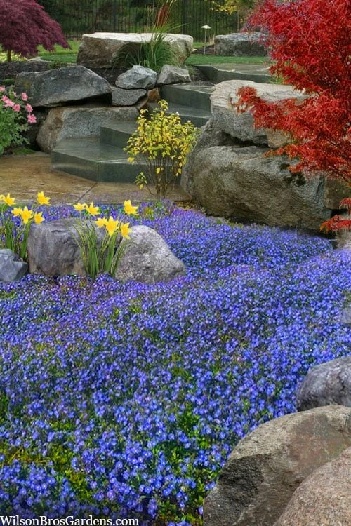 Georgia Blue Veronica Umbrosa - 6 Pack Of 1 Gallon Pots 1 Georgia Blue Veronica Umbrosa - 6 Pack Of 1 Gallon Pots