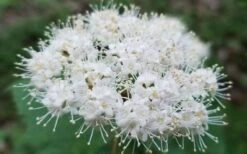 Maple Leaf Viburnum - 1 Gallon Pot -Garden Plant Shop viburnum acerifolium maple leaf 15 1
