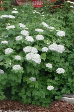 Maple Leaf Viburnum - 3 Gallon Pot -Garden Plant Shop viburnum acerifolium maple leaf 16