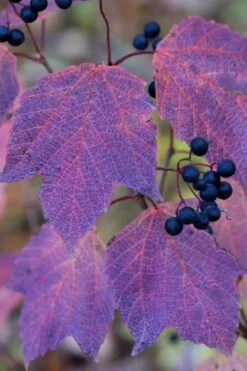 Maple Leaf Viburnum - 3 Gallon Pot -Garden Plant Shop viburnum acerifolium maple leaf 3