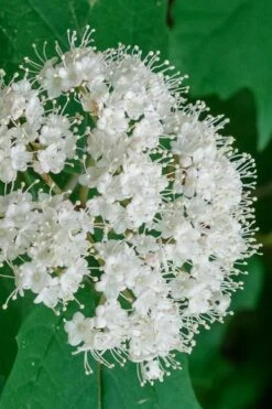 Maple Leaf Viburnum - 1 Gallon Pot -Garden Plant Shop viburnum acerifolium maple leaf 7 1
