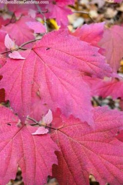 Maple Leaf Viburnum - 3 Pack Of 1.5 Quart Pots -Garden Plant Shop viburnum acerifolium maple leaf 8 5
